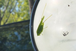 Ford Crown Victoria Police Interceptor